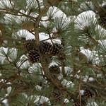 Pine cone