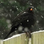 Snowflakes keep falling on my head