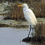 Great White Heron: Aransas County, Texas (TX)