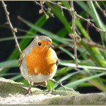 Robin in the Sun !!