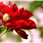 `&middot;.&cedil;&cedil;.&middot;&acute;&acute;&macr;`☮✿☮...Comme l' Escargot sur la Rose... ☮✿☮`&middot;.&cedil;&cedil;.&middot;&acute;&acute;&macr;`