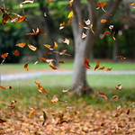 DSC_0754 秋風..@@...