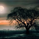 "Mon Night" (Noche de Luna)