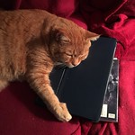 Scooter Claims an iPad during Hurricane Matthew