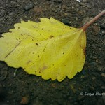 Dry Leaf