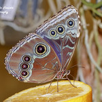 Morpho peleides Kollar, 1850