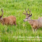 Mule Deer 20120730_8036