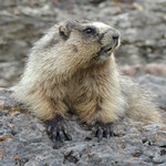 Hoary Marmot