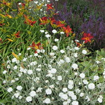 008 Polesden Lacey. July 2012