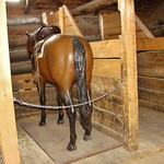 248 Alberta - Longview - Bar U Ranch - Saddlehorse Barn