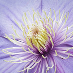 Clematis