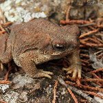 Red-spotted Toad