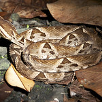 Fer-de-lance in Panama