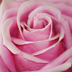 Effortless Beauty .............Explore #164!