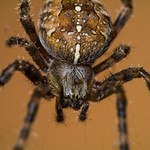 Twilight Spider Pic