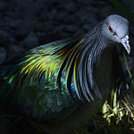 Nicobar Pigeon