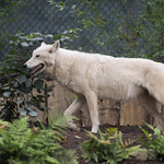 American Trail at the Smithsonian's National Zoo