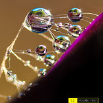 Jewels of nature - Gioielli della natura [Explore]