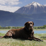 Chocolate Labrador / Labrador Chocolat/ Labrador Schokoladebraun / Labrador Marone