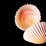 Sea Shell - In the Mirror