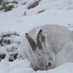 Mountain Hare in a Snow Blizzard