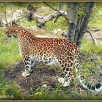 Picture Perfect - Theme: Call Of The Wild