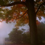 Fog on the morning walk