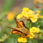 Fiery Skipper on Yellow Lantana