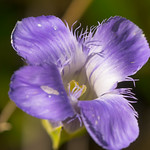 Lesser Fringed Gentian (Gentianopsis procera)