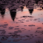 Sunrise Reflection of Angkor Wat