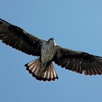 Bonelli's eagle