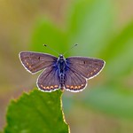 Brown Argus Butterfly ( male)