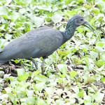 Green Ibis