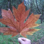 Really big maple leaf