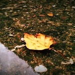 A dying leaf