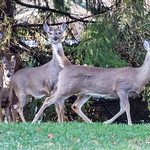 four white-tailed deer, Christmas Day
