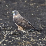 Swainson Hawk