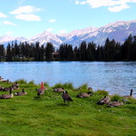 Ducks on Lac Beauvert / Jasper Park Lodge