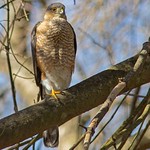 Sharp-Shinned Hawk IMG_9867