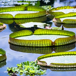 Green light circles ...