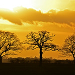The Three Trees {EXPLORED} #350 6th February 2013