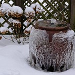 Bubble pot and hydrangea