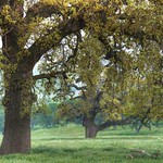A field of Green....