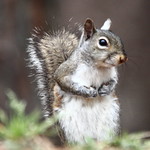 Eastern Gray squirrel
