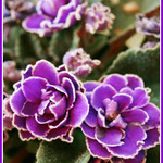 Purple Ruffled African Violet