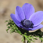 Anemone