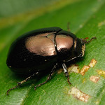Beetle