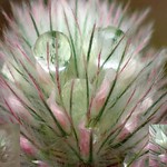 Pastel Beauty. Hare's-foot Clover, Trifolium arvense, Hortus Botanicus, Amsterdam, The Netherlands
