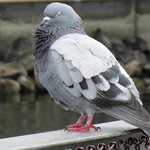 pigeon
