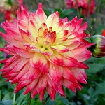 Dahlia_raindrops